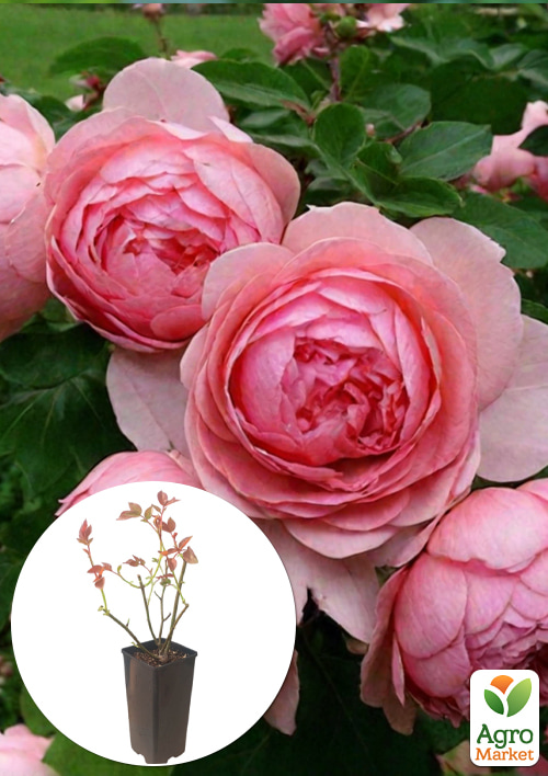 

Троянда флорибунда Comtesse de Ségur у контейнері, вищий сорт