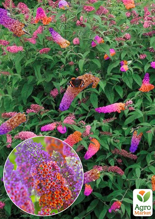 

Буддлея Давида Flower Power