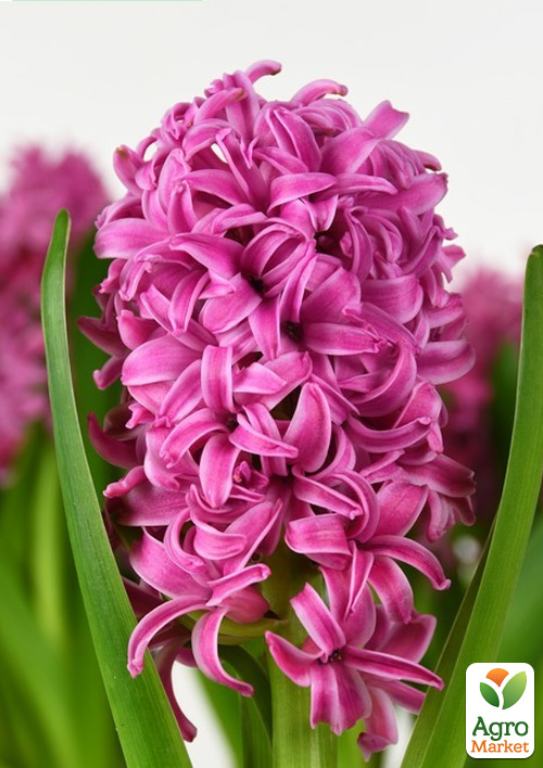 

Гиацинт Pink Pearl