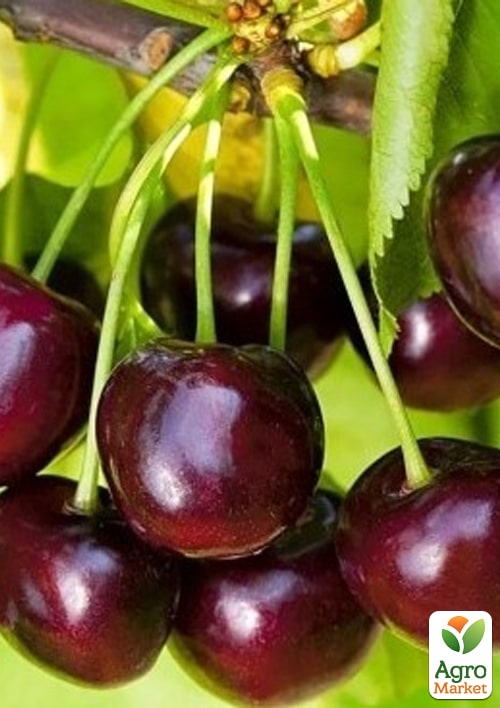 

Черешня Жабулі (літній сорт, ранній термін дозрівання)