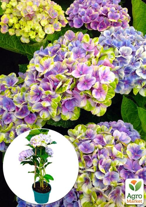 

LMTD Гортензия крупнолистная цветущая 4-х летняя "Magical Jewel" (40-60см)