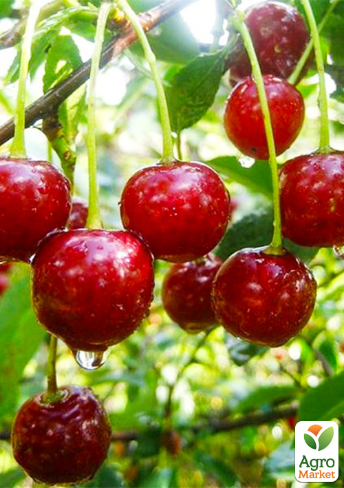 

Вишня Келлеріс-16 (літній сорт, середньо-пізній термін дозрівання)