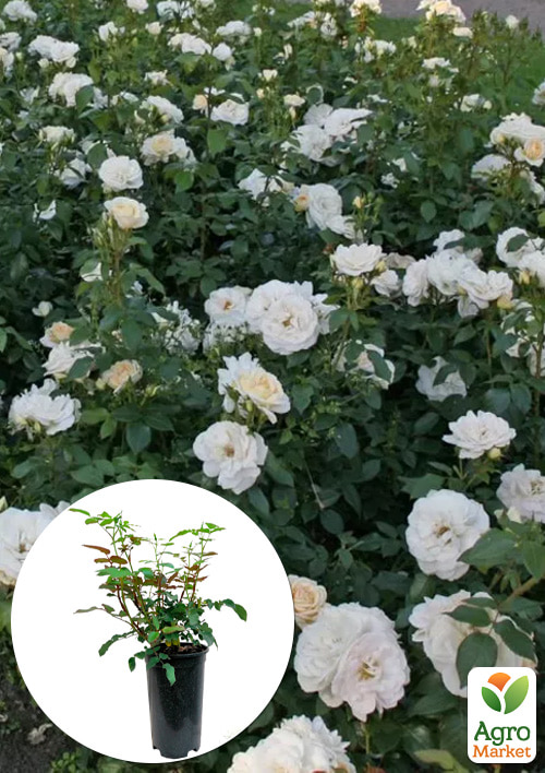 

Троянда в контейнері флорибунда Lions Rose (саджанець класу АА+)