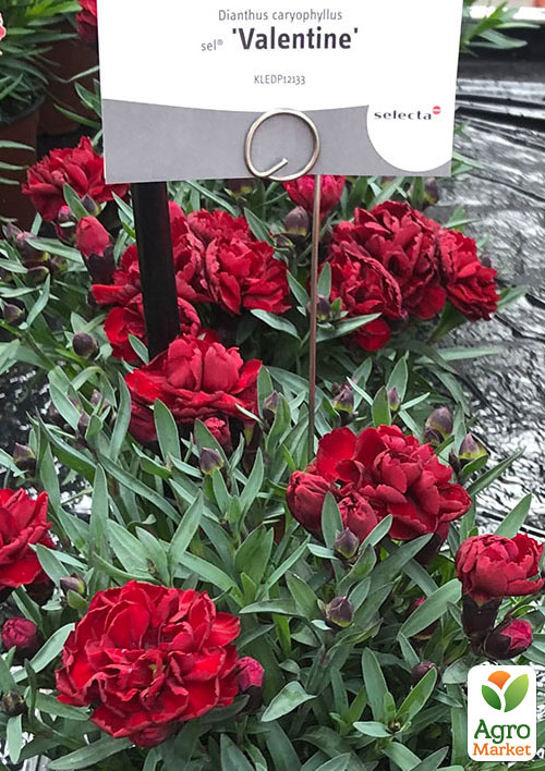 

Гвоздика Махрова Super Trouper Valentine (контейнер № 10, висота 10 см)