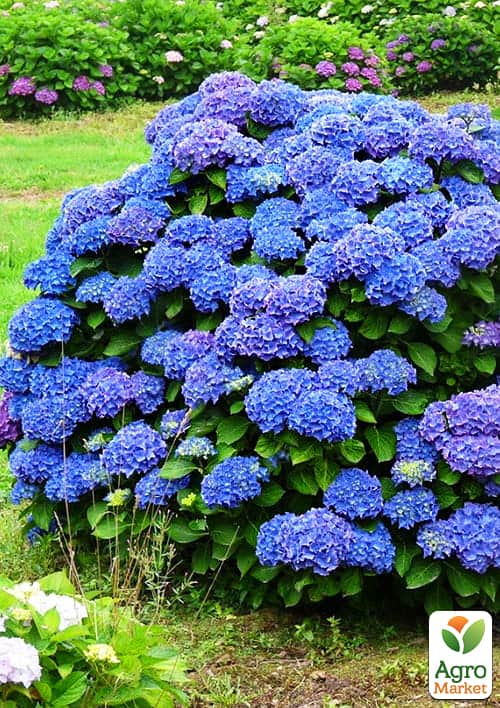 

Гортензія крупнолиста Renate Steiniger