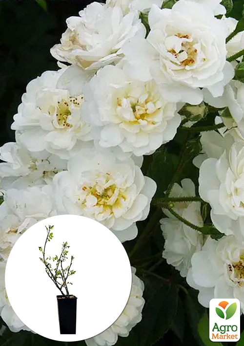 

Роза мускусная Гирлянд де амур(Guirlande d’Amour) в контейнере, высший сорт