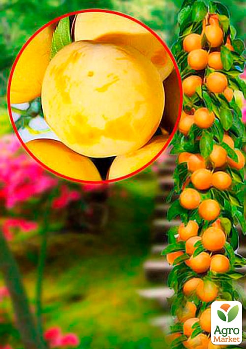 

Слива колоновидная Жёлтая