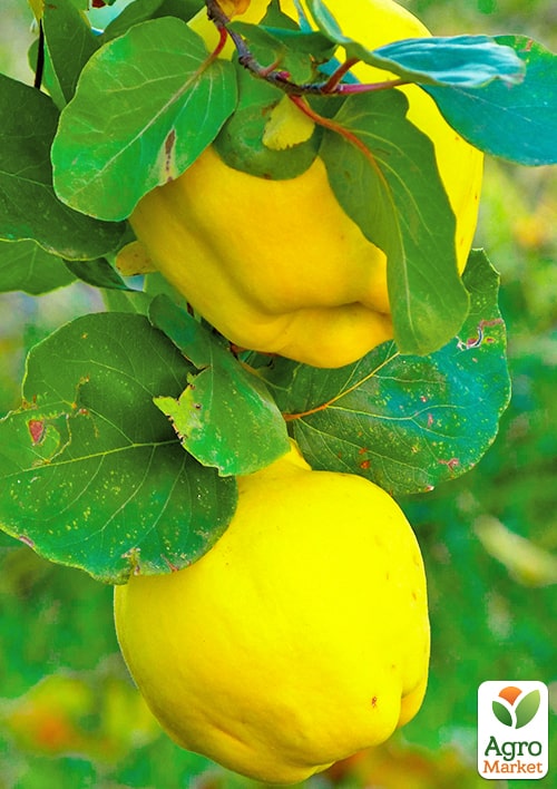 

Айва яблукоподібна Анжерська (осінній сорт, ранній термін дозрівання)