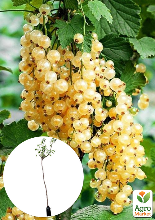 

Смородина на штамбе Уайт Ютербог (White Yuterbog) (среднераннего срока созревания, крупноплодный сорт)