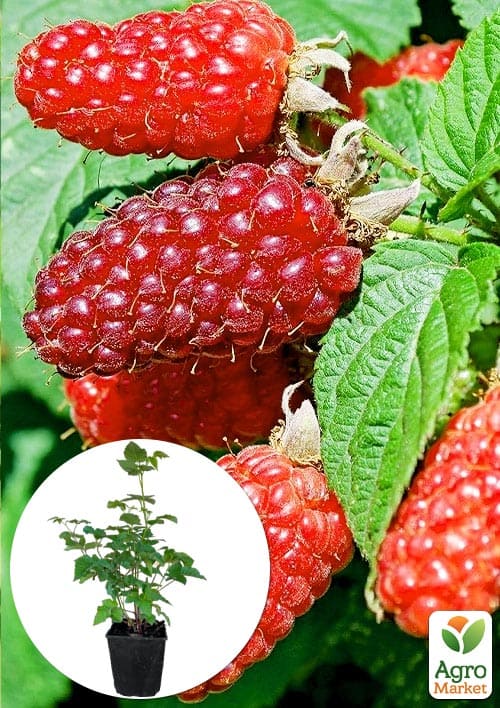 

Ожиномалина Букінгем Тайберрі 2-річна укорінена в контейнері