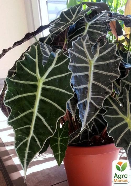 Алоказия поли комнатный цветок фото Алоказия "Красота в доме" (Alocasia Polly) дм 12 см выс. 38 см купить почтой в О