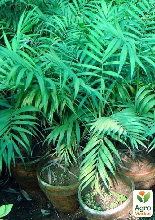 Хамедорея изящная "Зеленая фея" (Chamaedorea elegans) дм 9 см выс. 35 ...