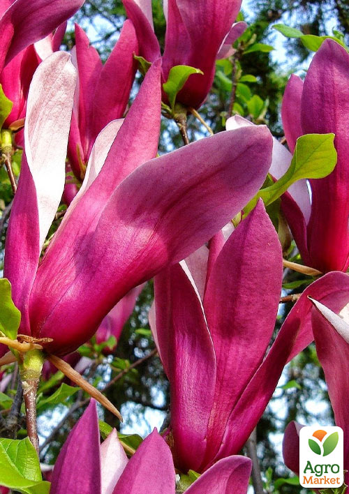 

Магнолія гібридна Susan