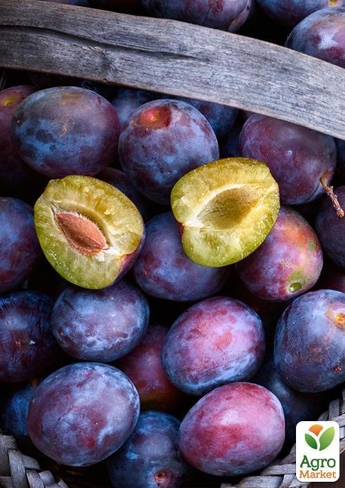 

Слива Анна Шпет (осенний сорт, поздний срок созревания)