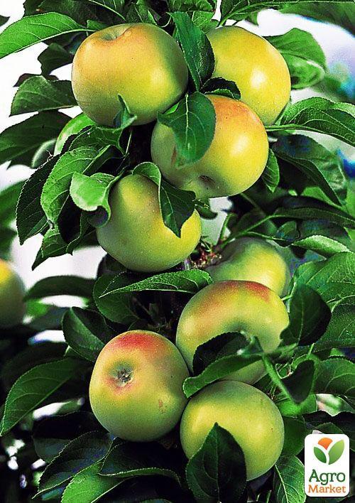 

Яблуня колоновидна КВ-109 (зимовий сорт, пізній термін дозрівання)