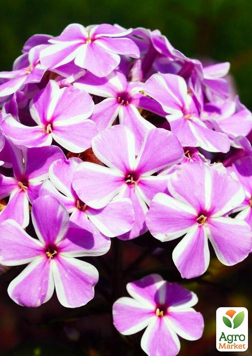 

Флокс многолетний All in One 1шт в упаковке