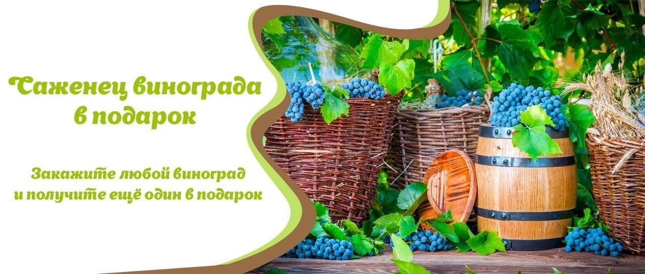 Акция! Саженец винограда в подарок Акция! Саженец винограда в подарок