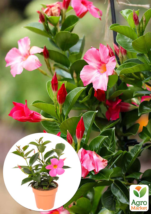 

Дипладенія (Mandevilla) Climbing Hot Pink (квітуча ліана)