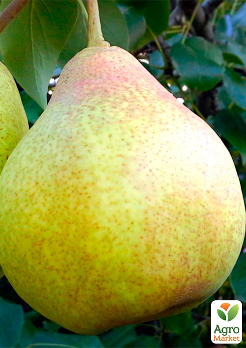 

Груша Вера (зимний сорт, поздний срок созревания)