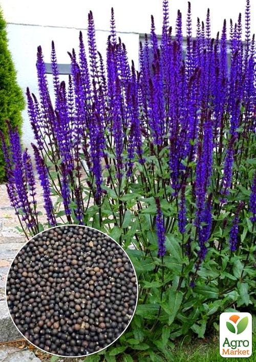 

Шавлія Лікарська (Зипер) ТМ Весна 2г