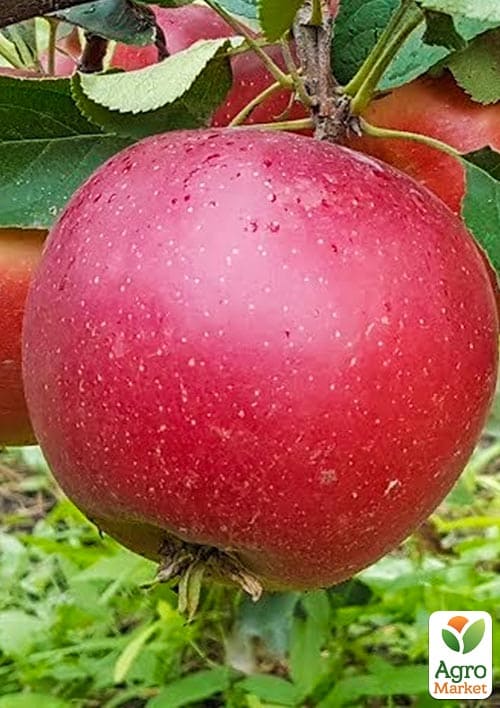 

Яблуня Еліза (великоплідний сорт, пізній термін дозрівання)