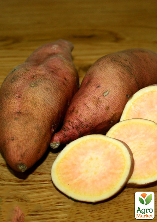 

Батат «Haw Bay» (солодка картопля) маточна бульба