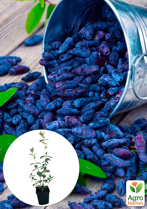 

Жимолость Синій птах (ранній термін дозрівання, стійкий до осипання сорт)