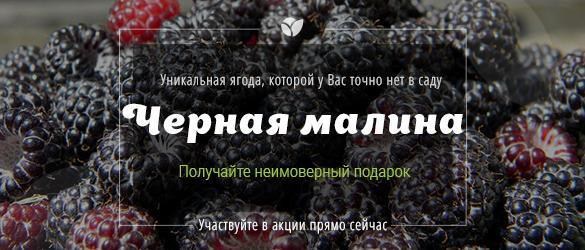 Уникальная ягода с подарком для Вас! Уникальная ягода с подарком для Вас!