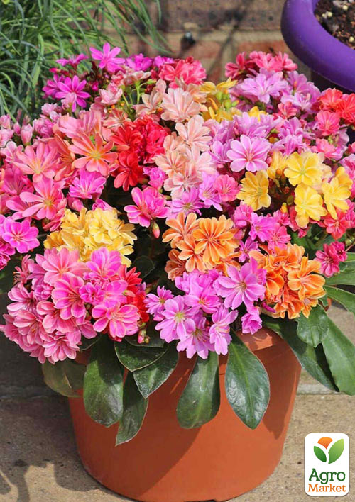 

Левизия Elise Mix