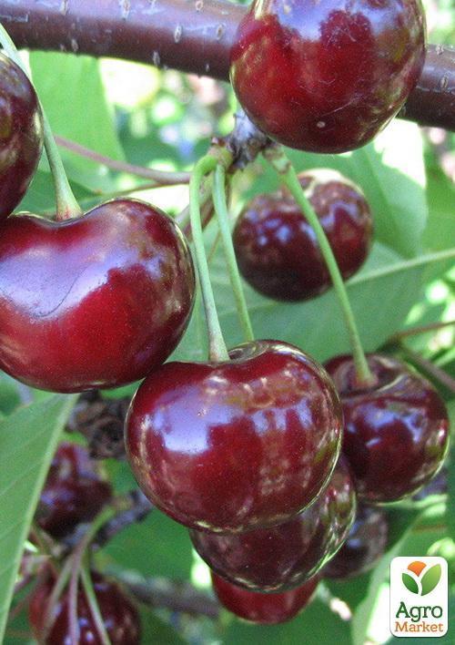

Вишня Подбельского (летний сорт, средний срок созревания)