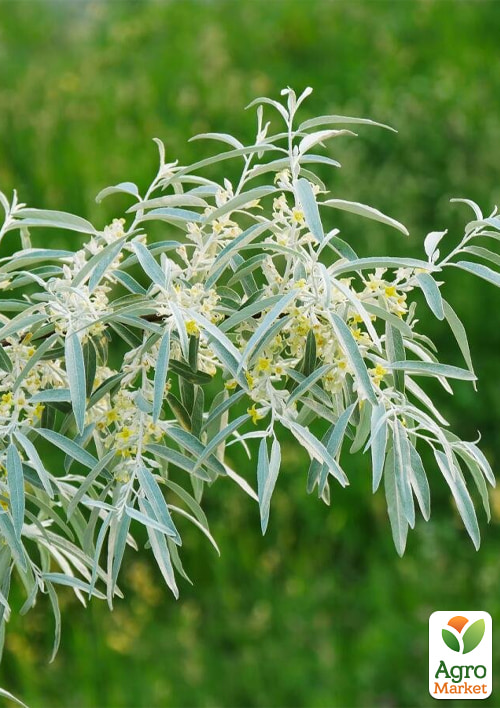 

Маслина степная (медоносное и лекарственное дерево), высота 60-80см