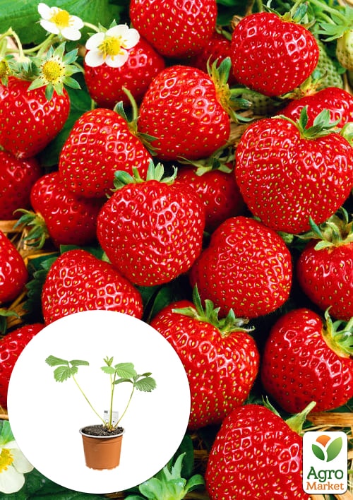 

LMTD Клубника-земляника Senga Sengana (средний срок созревания)