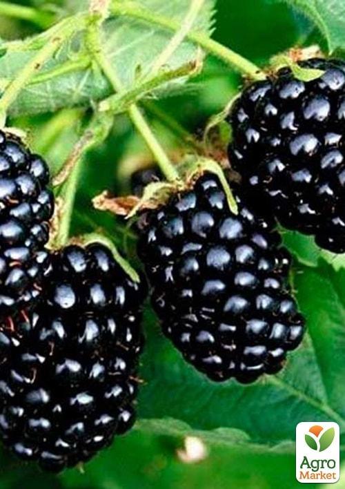 

Ежевика крупноплодная Бжезина (Brzezina)