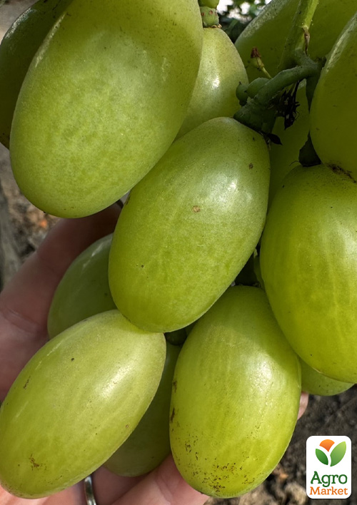 

Виноград Бриллиант Мускат (ранний, крупная ягода, цветочный аромат)