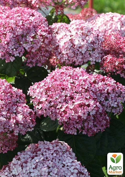 

Гортензія деревоподібна Candybelle Bubblegum