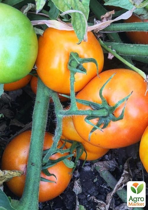 

Томат детерминантный "Солидо F1" ТМ "Lark Seeds" 500шт