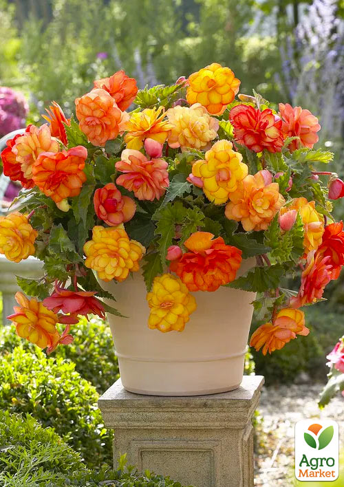 

Бегонія махрова Non Stop Gold Orange