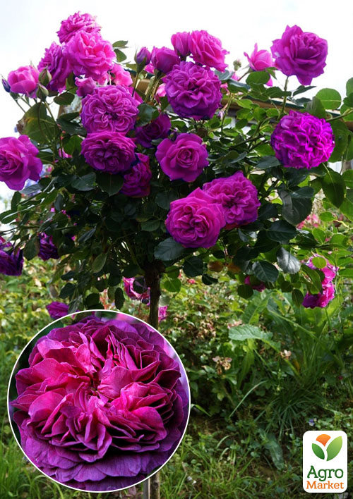 

Троянда штамбова Кардинал Х'юм (саджанець класу АА +) вищий сорт