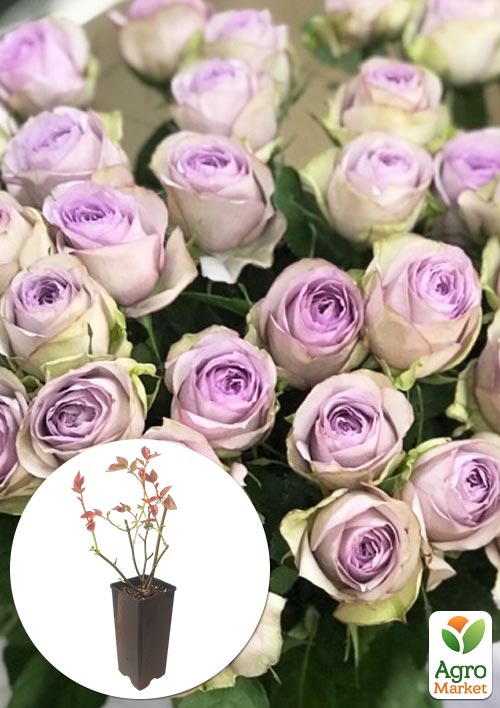 

Роза спрей Lullaby в контейнере, высший сорт