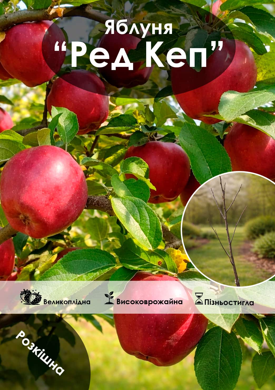 

Эксклюзив! Яблоня Ред Кеп (Red Cap) (зимний сорт, поздний срок созревания)