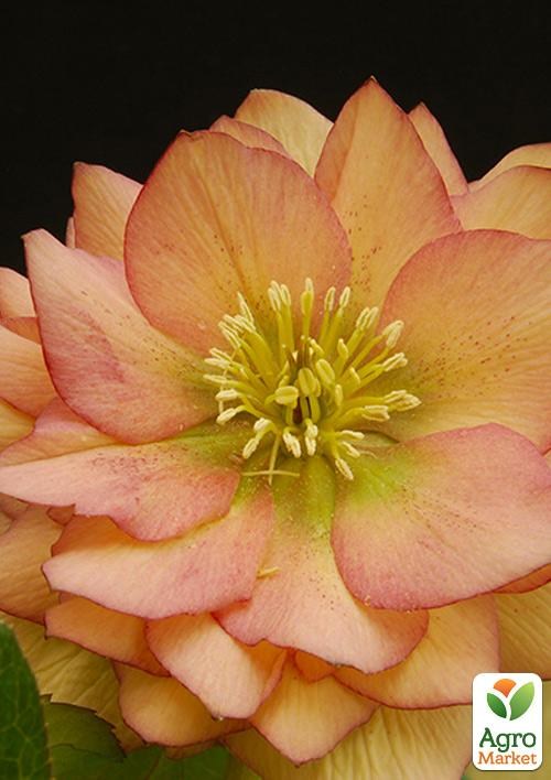 

Морозник махровый (Helleborus) "Double Apricot Peach"