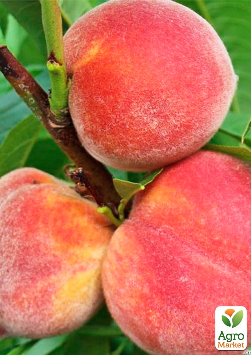 

Персик Валіант (літній сорт, середній термін дозрівання)