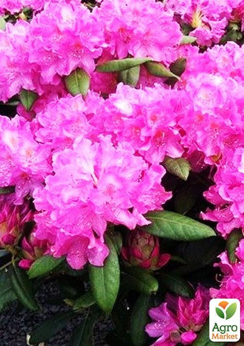 

Рододендрон Roseum elegans (розовый)