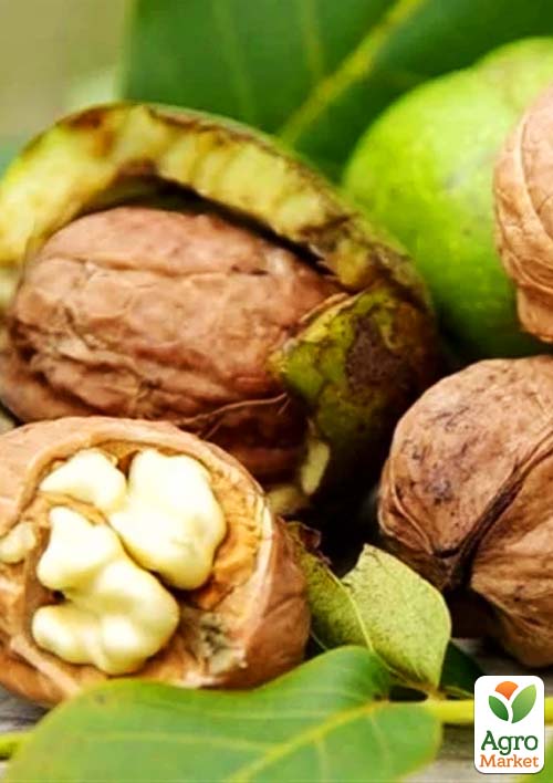 

Грецкий орех привитой Rechenskiy высота 50-80см (болезнеустойчивый, высокоурожайный, морозостойкий)