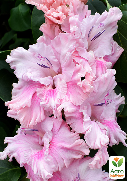 

Гладіолус Soft Innocence