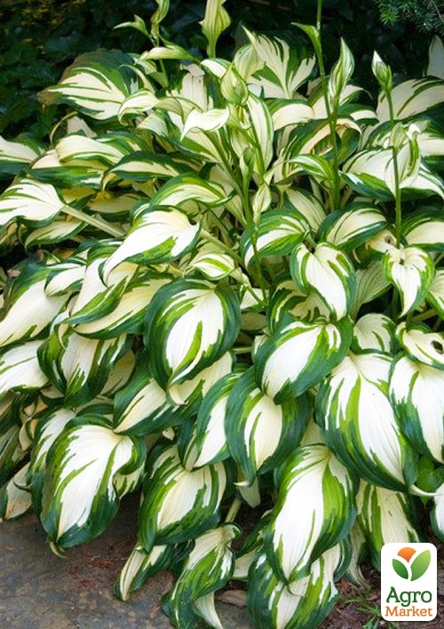 

Хоста Undulata Mediovariegata