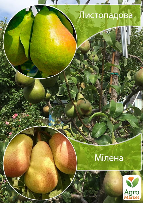 

Дерево-сад Груша Ноябрьская+Милена