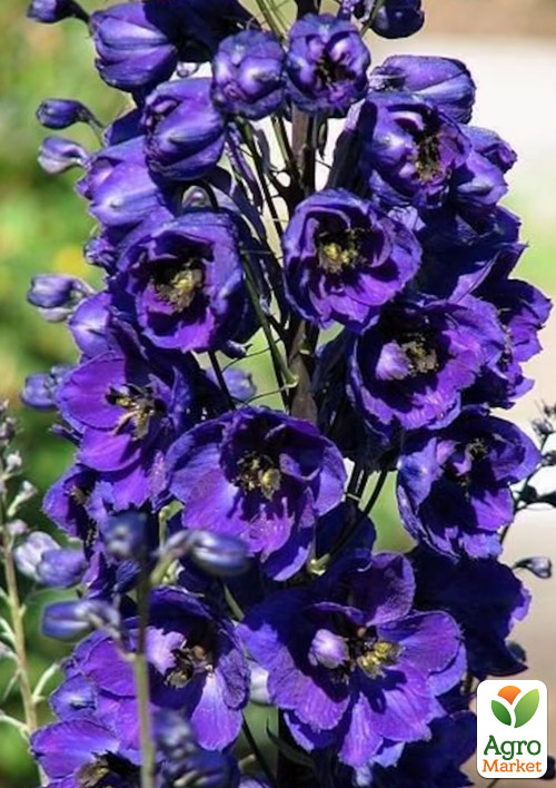 

Дельфиниум гибридный Dark Blue Dark Bee