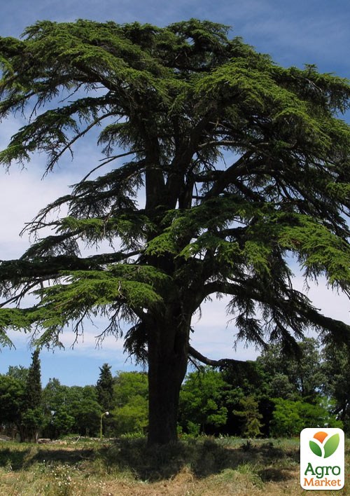 

Кедр Ливанский (Cedrus libani) С1,5, высота 30-40 см