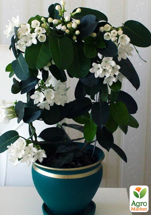 

Стефанотис Stephanotis